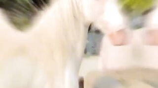Whitehorse