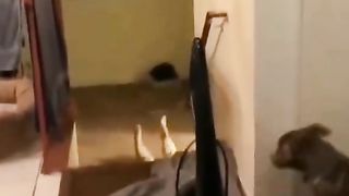 Animais engraçadados