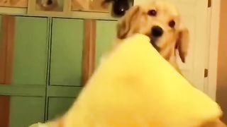Animais engraçados 4