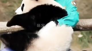 Fubao: Maybe I will leave, but I will always remember the love of my grandparents:
