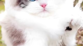 Kucing lucu 5