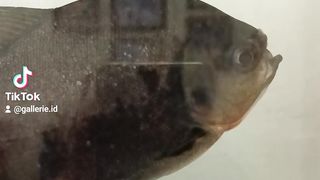 Fish in the aquarium