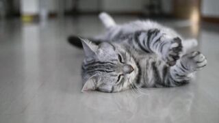 Video Kucing lucu - Free HD Video ( No Copyright )