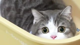 My cute pet