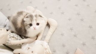 cute kitten videos short leg cat- KimsKennelUS