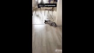 funny kitten video