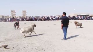 Qochqor urush