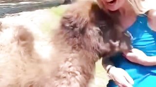 There is also the issue of Lao Liu in the animal kingdom