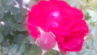 Flower 11