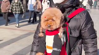 #Animal # Cute Pet Arrives