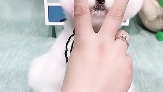 Pets have become sperm