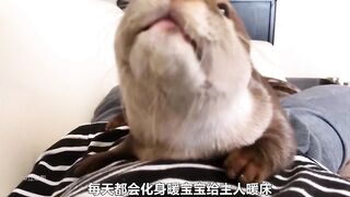 Pet dogs are really obedient