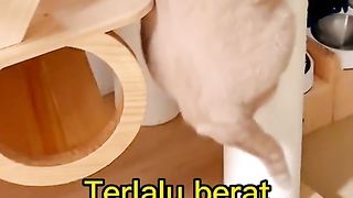 my fat and cute cat