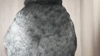 #Cute pet # animals