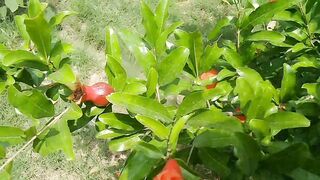 Beautiful plant 2