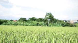 wide expanse of paddy