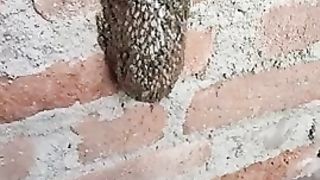 Choti makkhi ka chota chata