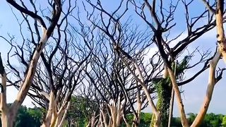 Old Bangla Song
