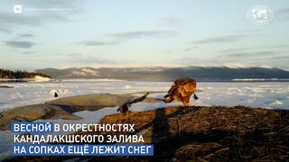 ОРЕЛ И ВРАНА