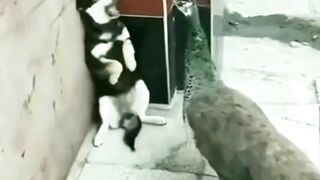 Funny video
