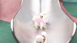 Cute and fun dog