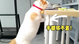 Short legs can also fly from eaves to walls