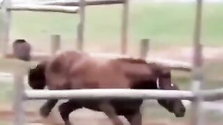 Wee videos 42