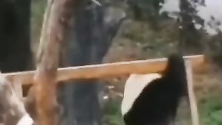 Wee videos 45