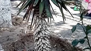 Маленький пальма