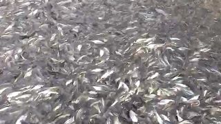 ikan patin 2