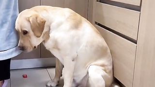 What about the trust between man and dog?