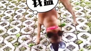 This is a dog with a vengeance
