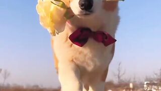 Dogs can also be very handsome