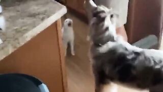 Funny cat & dog 2
