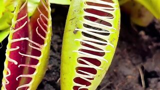 #shorts Venus fly trap garden bug eating plant.