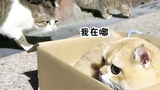 Kittens also know the grace of dripping water