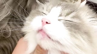 It is the happiest thing to be watched by Aite as a kitten!
