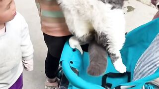 The cat who returned to the village for the first time was surrounded by children, and the 23-pound cat was as big as the children