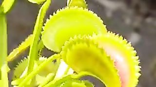 Best time of the year for flytraps ☀️???? One of my favorites this year, Dionaea muscipula - Dentata.