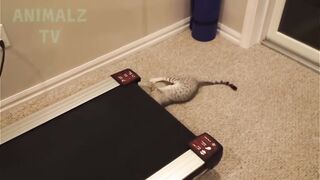 Compilation chat drôle 2