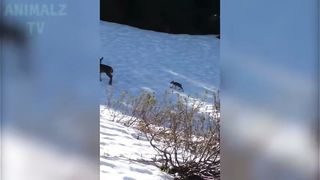Best animals compilation