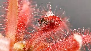 Bug eating plant in action ???????? Do you know the name of this Drosera species- By @carnivorous_carnival.