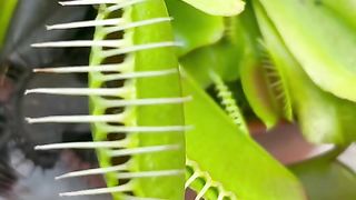 Bug eating plants eats insects alive ???????????? #shorts.