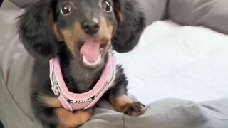How can you not like it