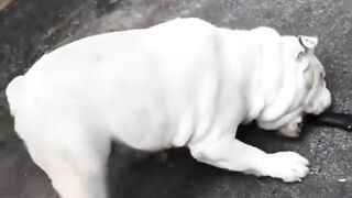 Dog, I'm going to hammer people today