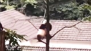 Chinese Panda dancer