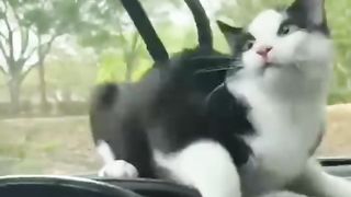 Funny animals 2023 ????????????????