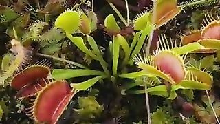 Carnivorous plant bog garden with venus fly trap sundew and sphagnummoss.