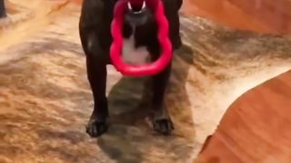 Funny animals 2023 compilation ????????????