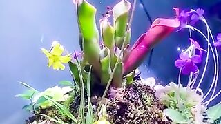 Carnivorous Plant Terrarium Biosphere Orb Drosera, Heliamphore, Pinguicula, Utricularia and Orchids.